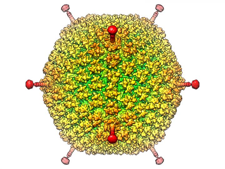 Overall structure and organization of the major and minor capsid proteins in HAdV-D26.