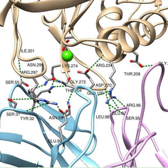 Cryo-EM structural analysis