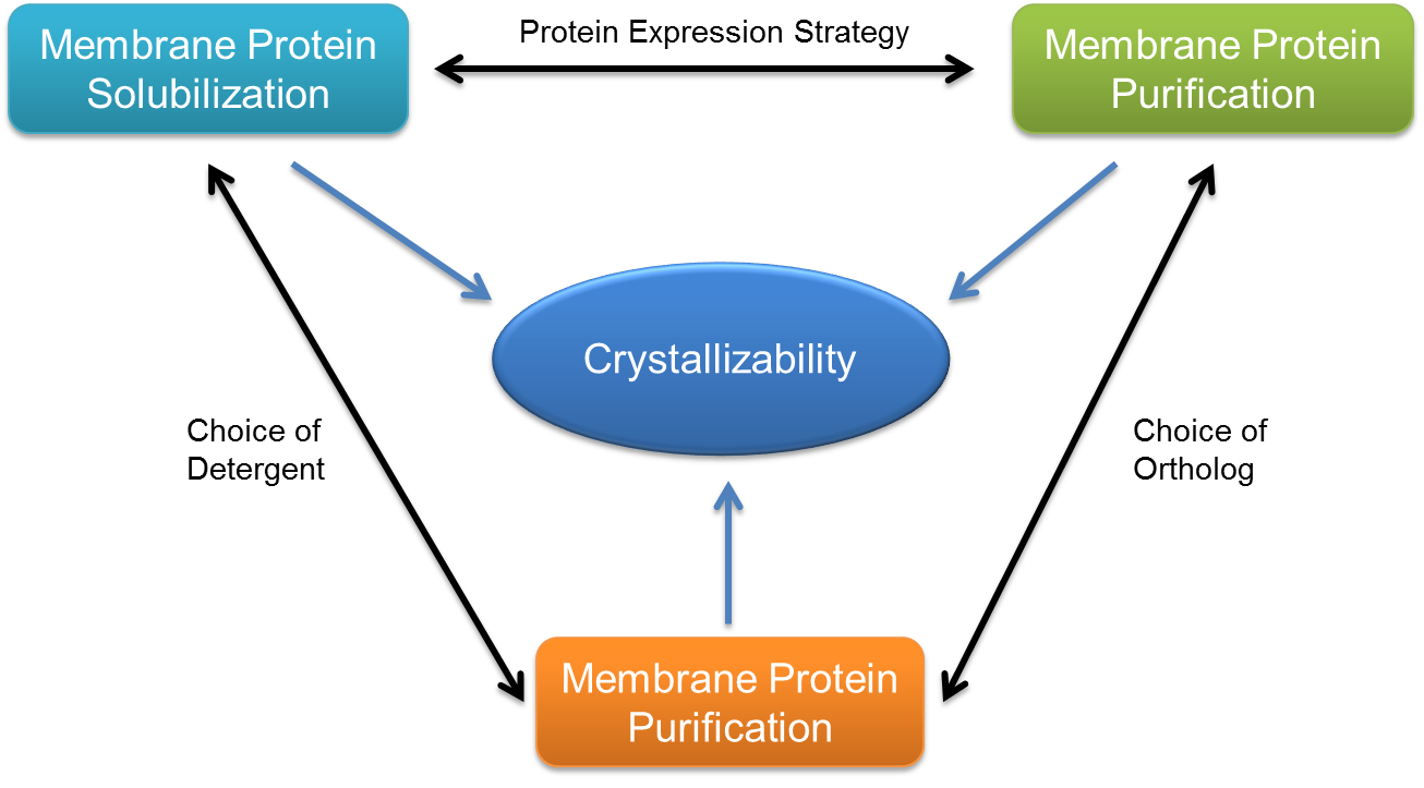 Membrane Protein Crystallization