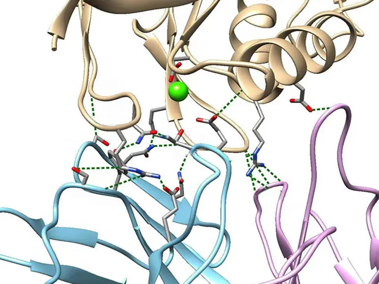 Cryo-TEM 3D reconstruction of a receptor-antibody complex for epitope analysis