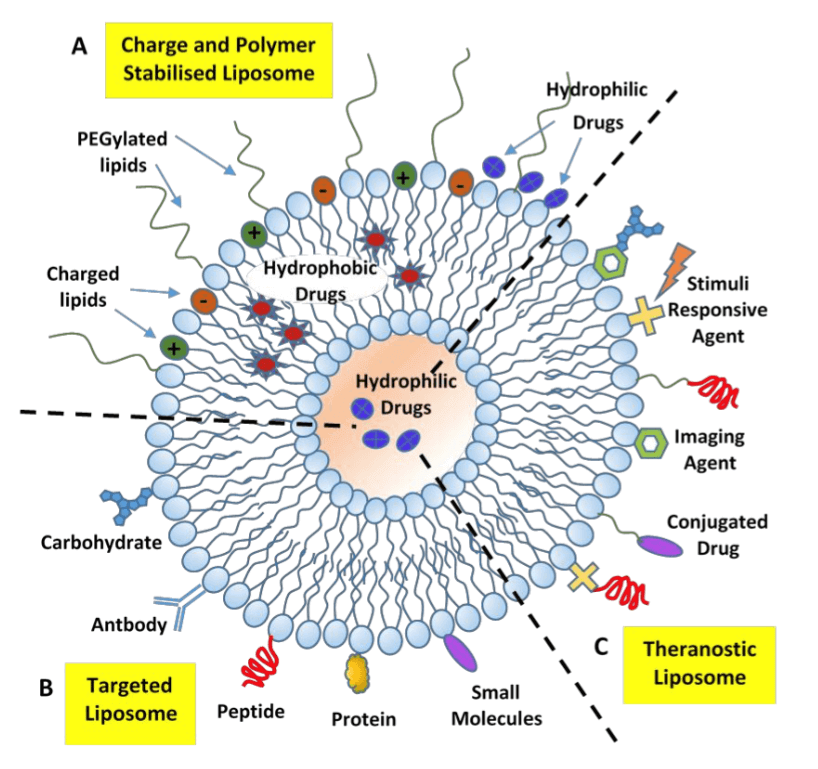 Schematic diagram of three different types of drug delivery systems based on liposomes: (A) Charge and polymer stabiilliized liposome, (B) Targeted liposome, and (C) Theranostic liposome. (D. Lombardo, et al., 2016) 