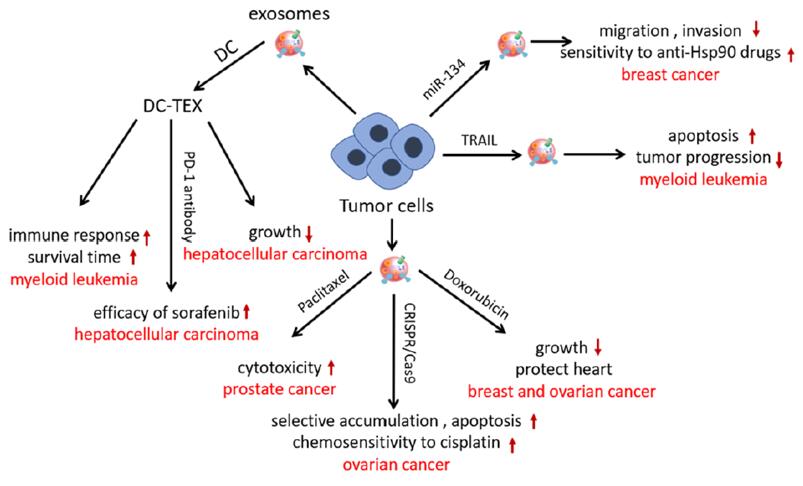 Modification strategy and effect of tumor-derived exosomes in cancer therapy. 
