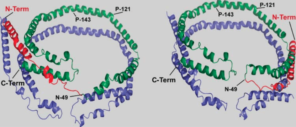 Figure 1. Two 3D models for apoA-I molecules with a flexible N-terminal end and a “belt-buckle” conformation (Journal of Lipid Research, 2008).