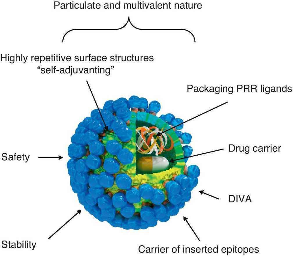 Like virus. Virus-like Particle. Diva vaccine. Вэб вирус. Virus like Particles orf2.