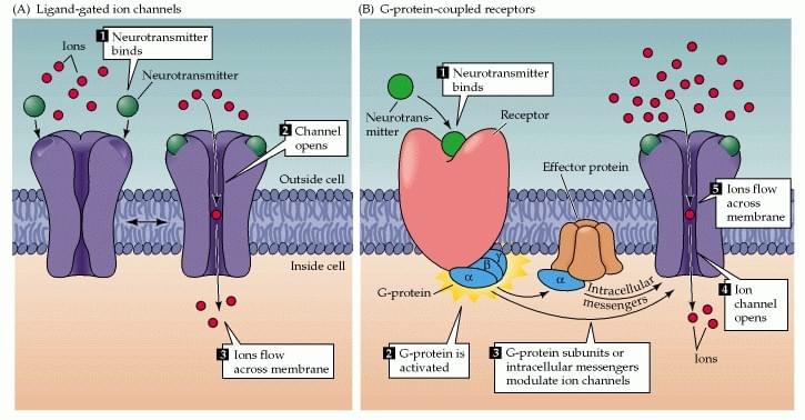 Pentameric Ligand-gated Ion Channels, A comparison between ligand-gated ion channels and GPCRs