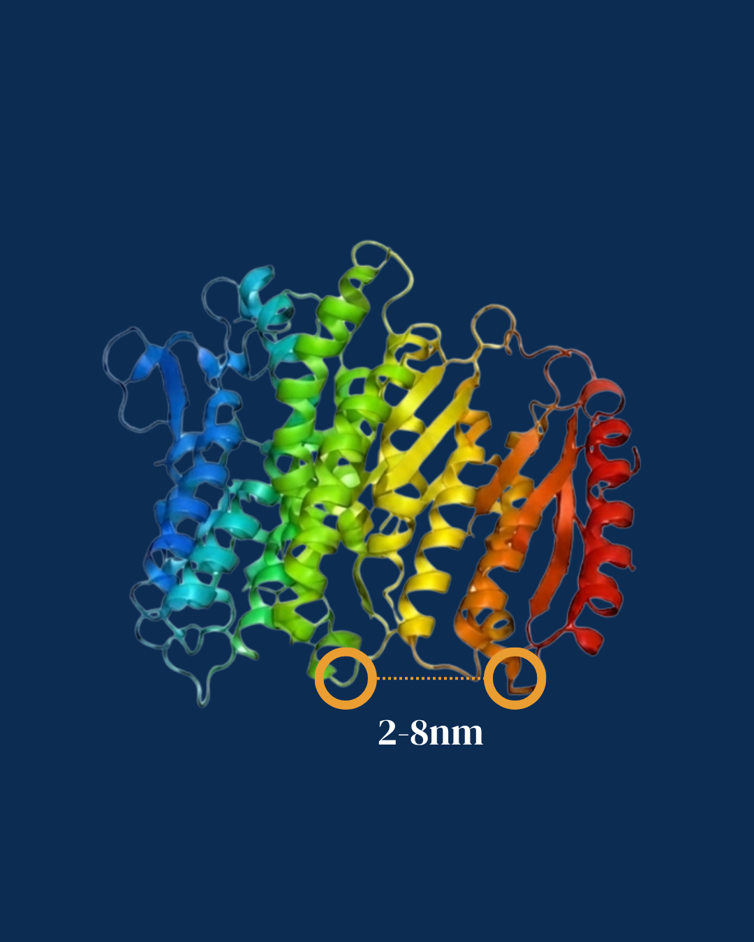 Protein distance distribution