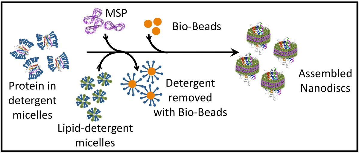 Figure 1. Illustration of the self-assembly process of nanodiscs (Mater Methods, 2013). 