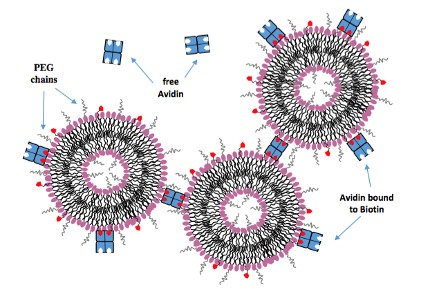 Scheme of the of biotinylated liposomes induced by the tetrameric streptavidin protein. (D. Lombardo, et al., 2016)