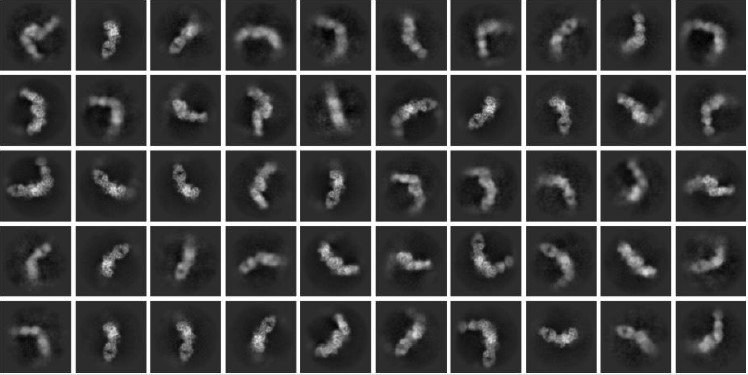 2D classification results of CDXX-antibody complex using Cryo-TEM.