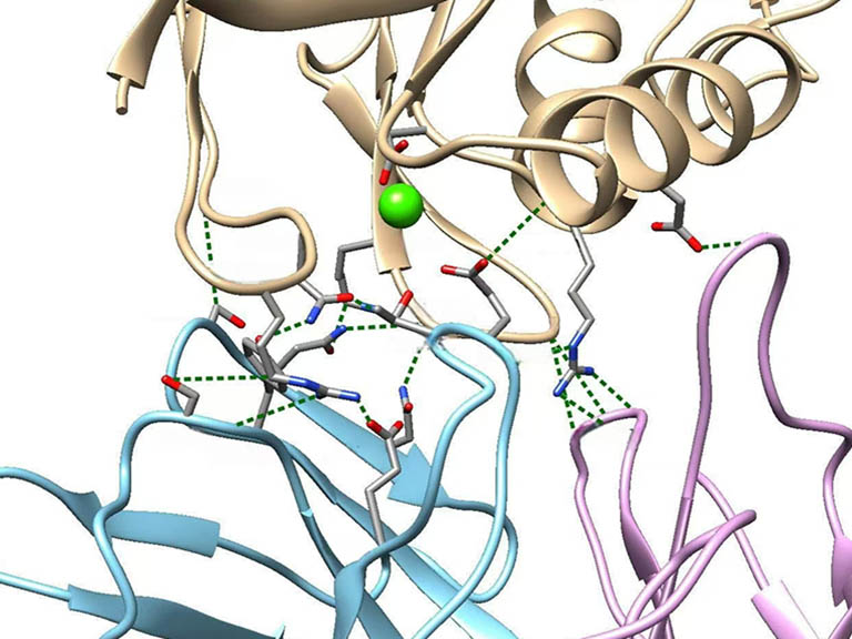 Antibody CDR interaction with CDXX receptor, Cryo-TEM analysis.