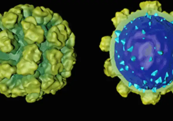 Virus-like Particle Products