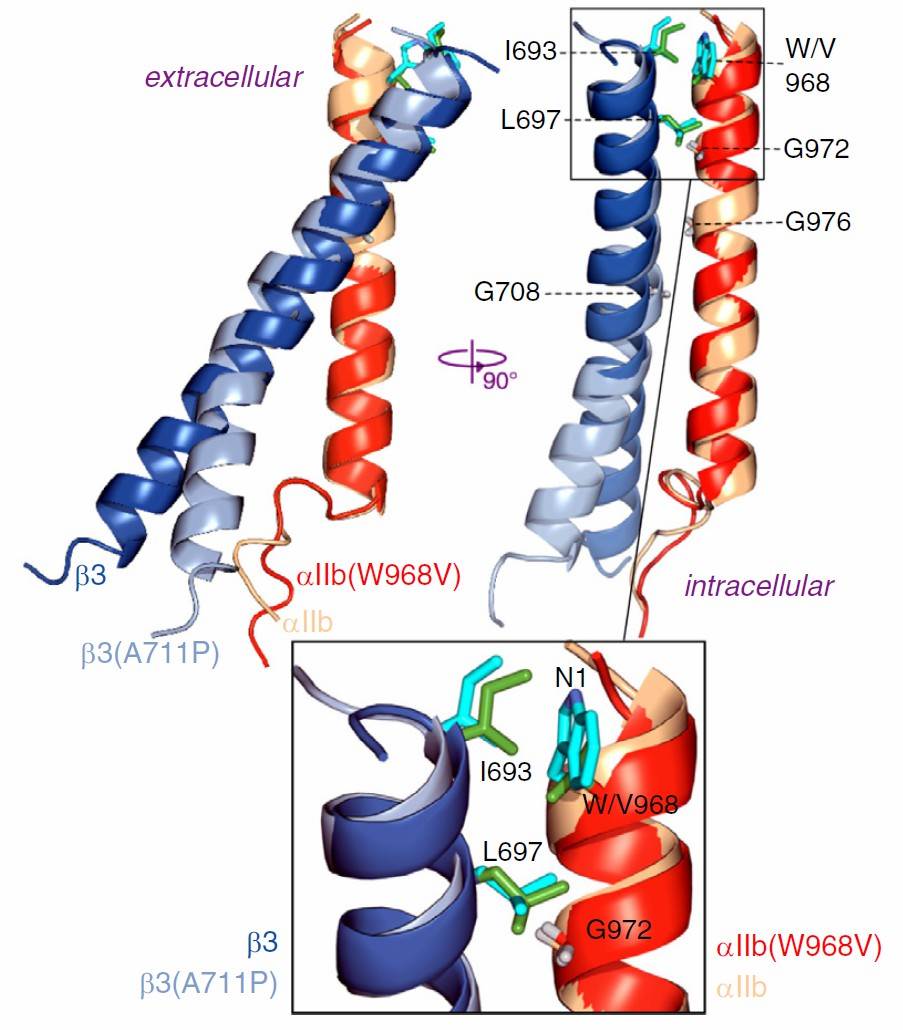 Structure of the integrin αIIb(W968V) β3 TM complex.