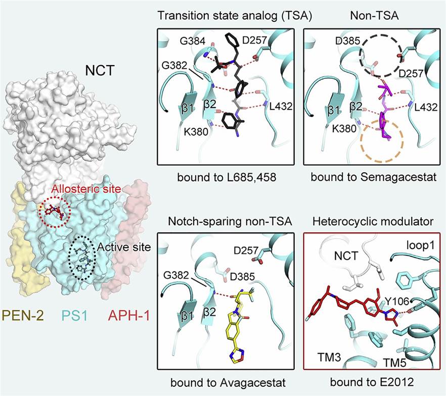 Structural basis of γ-secretase regulation by small molecule drugs.