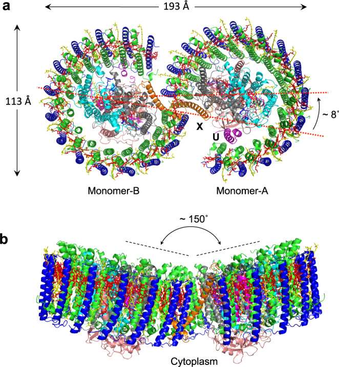 Structure overview of the dimeric LH1-RC complex from Rba. sphaeroides IL106.