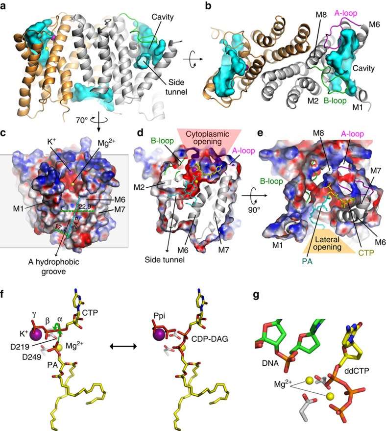 The substrate binding cavity of TmCdsA and its catalytic mechanism.