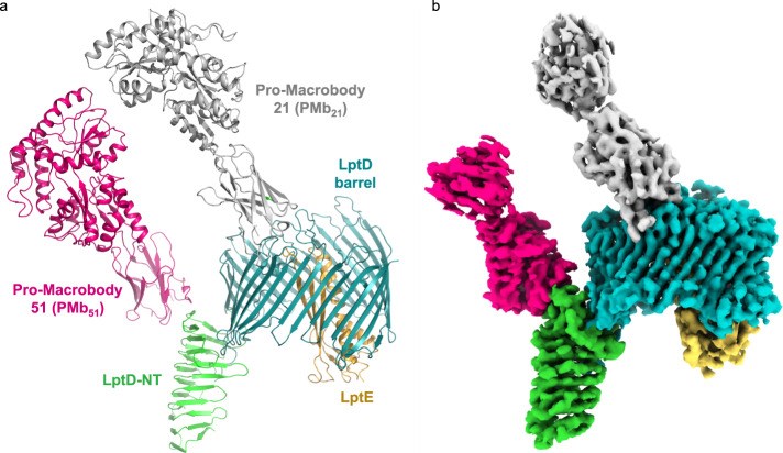 Cryo-EM structure of the NgLptDE-PMb21/PMb51 complex.
