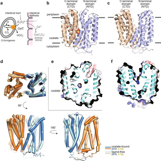 Structure of OxlT.