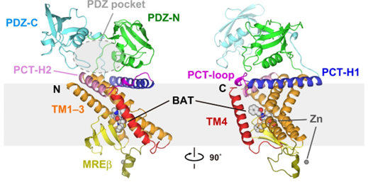 Two views of the full-length Ec RseP structure.