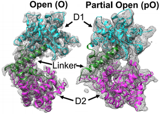 Cryo-EM maps of Zmp1.