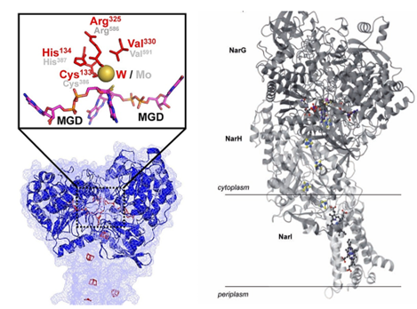 Fdh3A SWISS-MODEL Model (left) and overall structure of NarGHI (right).