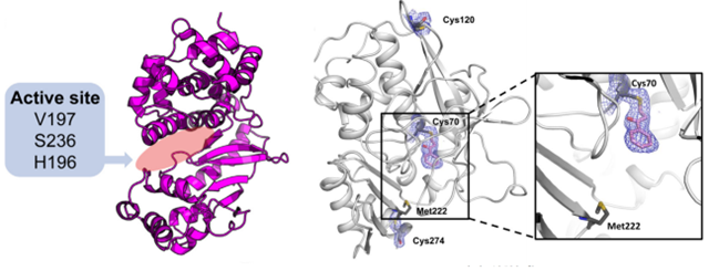 The ribbon diagram of NAT (left) and inhibitor binding to Cys residues in the active site of NAT (right).