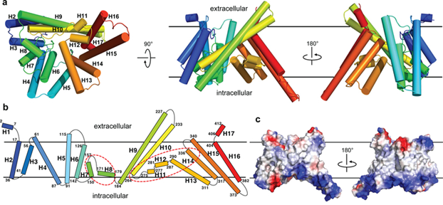 The overall structure of DltB.