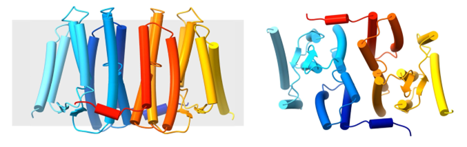 Side view and cytoplasmic view of PSS dimer.