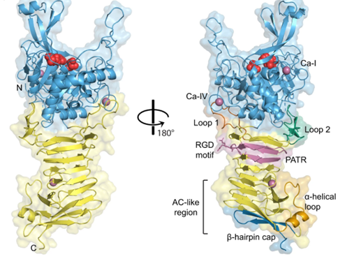 Crystal structure of Ssp.