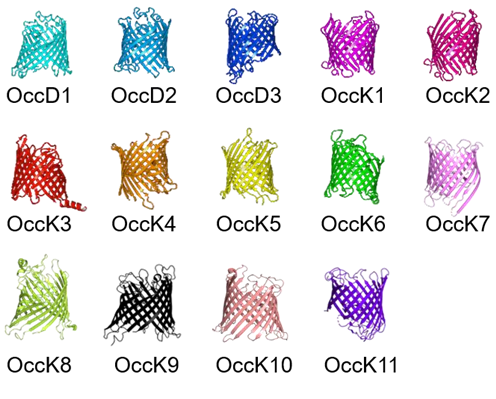 The structure of two subfamily members of Occ.