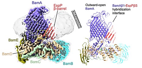 High-resolution cryo-EM map (left, 3.6 Å) and BAM-MBP-76EspP model (Right).