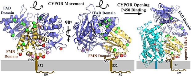 Orientation of CYPOR on membranes.