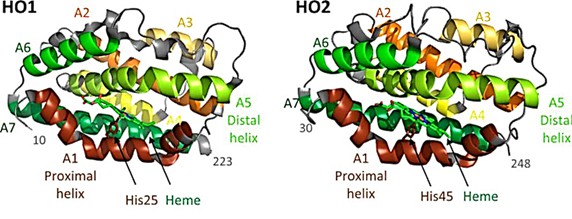 Structures of HO1 and HO2.