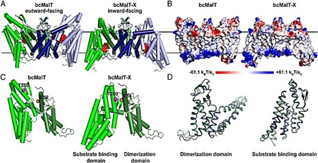 Structural comparison of bcMalT and bcMalT-X.