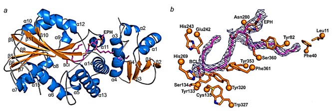 Structure of CFAS.