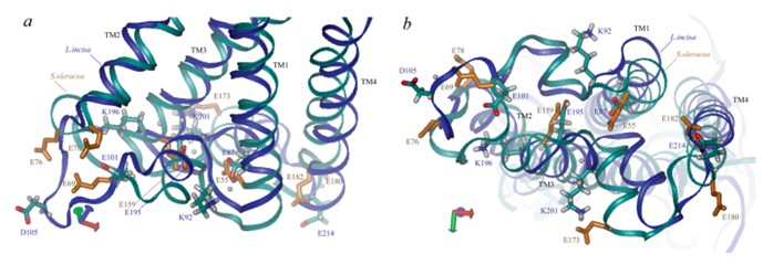 Three-dimensional structural view of PsbS along the membrane (a) and lumen side (b). 