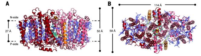 The overall structure of HbRC is viewed from the N-side (A) and intramembrane (B).