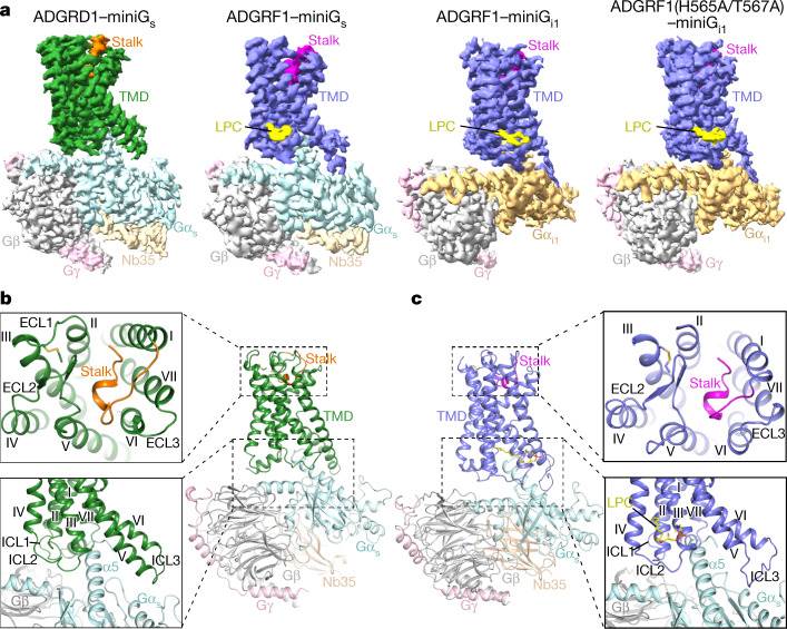 Overall structures of G protein-bound ADGRD1 and ADGRF1.