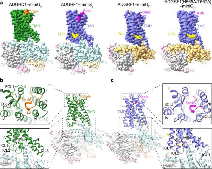 Overall structures of G protein-bound ADGRD1 and ADGRF1.