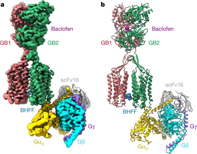 Cryo-EM structure of GABAB-Gi complex.