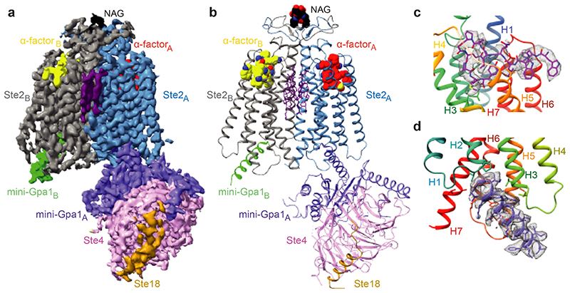 Overall cryo-EM reconstruction of the Ste2-G protein heterotrimer complex.
