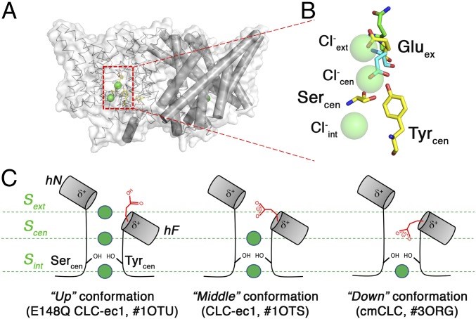 Multiple conformations of the Gluex residue in the transport cycle of CLC antiporters with known structures.