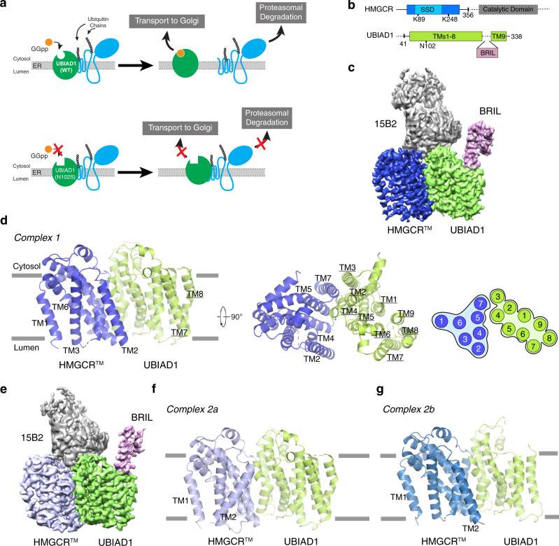 Cryo-EM structure of the HMGCRTM-UBIAD1N102S complex.