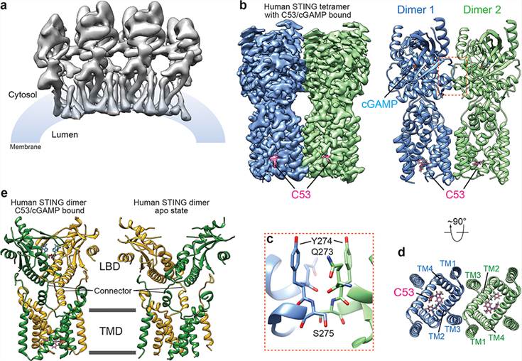 Structure of the high-order oligomer of human STING bound to both cGAMP and C53.