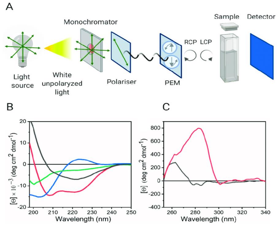 Circular Dichroism is a tool for studying protein secondary and tertiary structure.