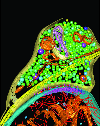Researchers Decrypted the Black Box of Neuronal Synapses