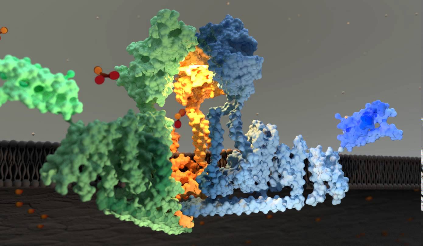 Nature: Further Progress in Three-dimensional Structure of Piezo1 Ion Channel and Its gating Mechanism Analysis