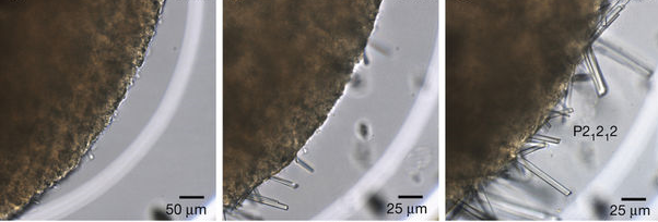 Nature: Molecular Nucleation Mechanisms of Protein Crystals Revealed