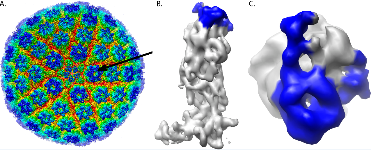 Three-Dimensional Structures of the Herpesvirus HSV-1/HSV-2 Capsid Revealed