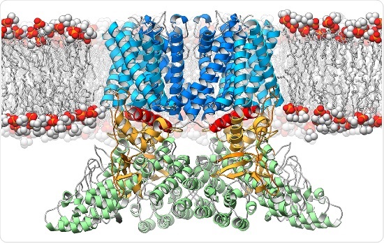 The Latest Research Progress of Ion Channels (I)