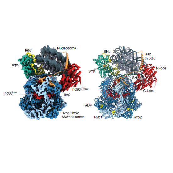 Structure of INO80–nucleosome Complex Found